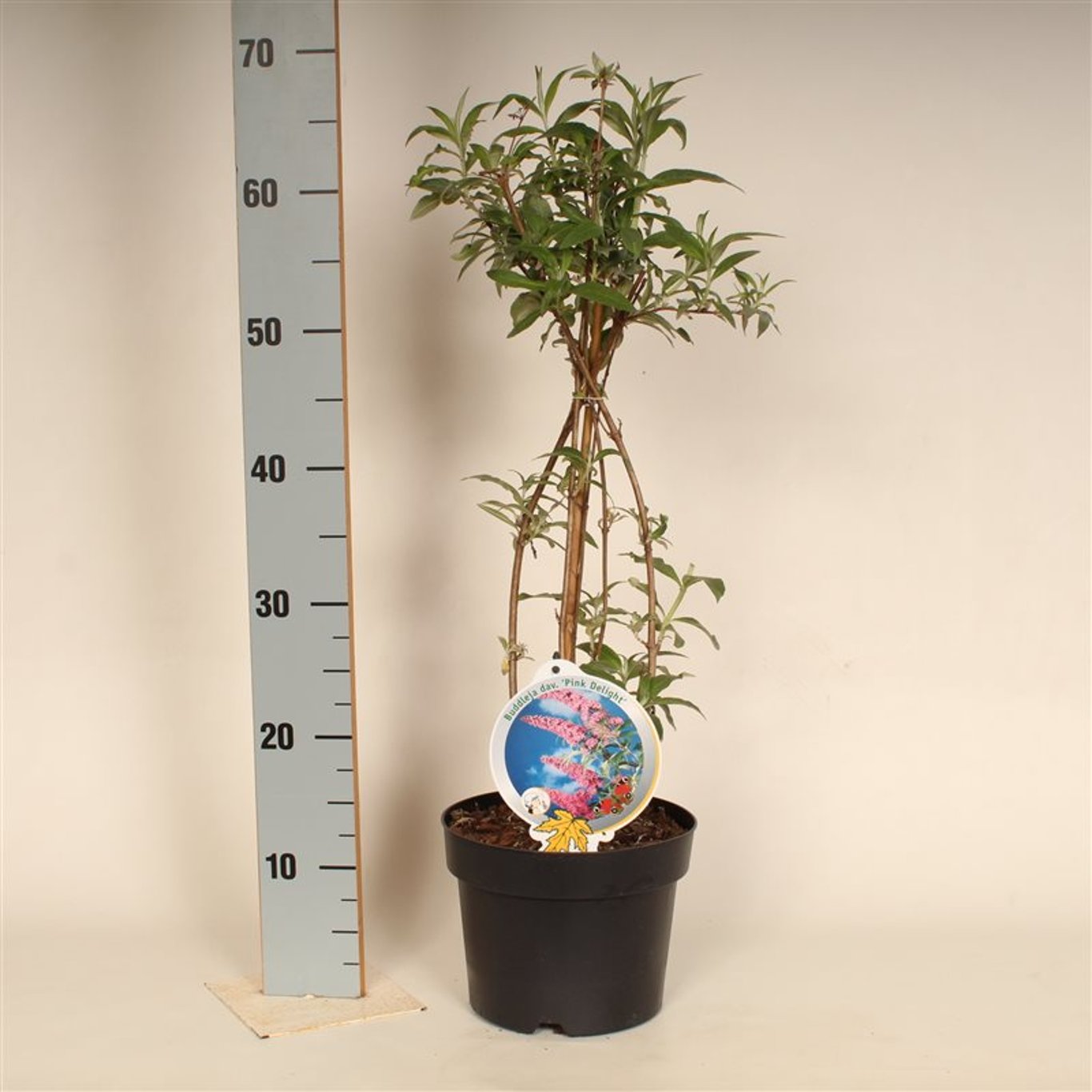 Buddleja d. 'Pink Delight' - C3 50-60 CM